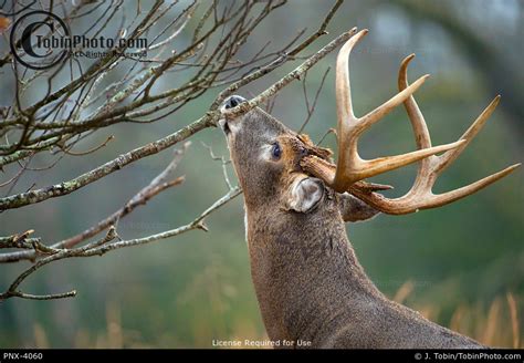 Rutting White-Tailed Deer Branch Licking Behavior