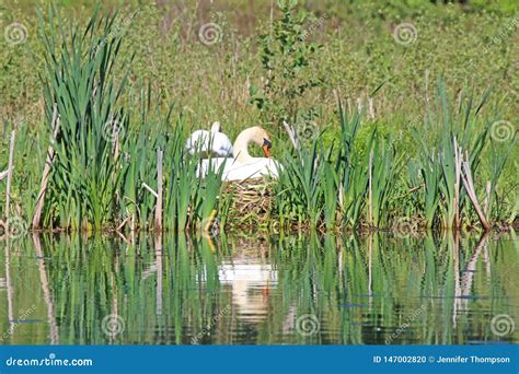 Swan on nest stock photo. Image of green, wing, nest - 147002820