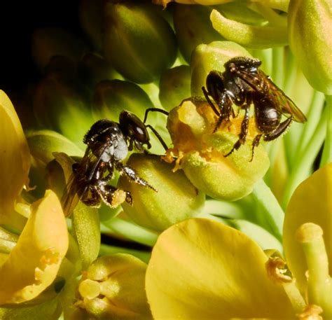 Stingless Bees - ABeeC Hives - Australian Native Bee Hives