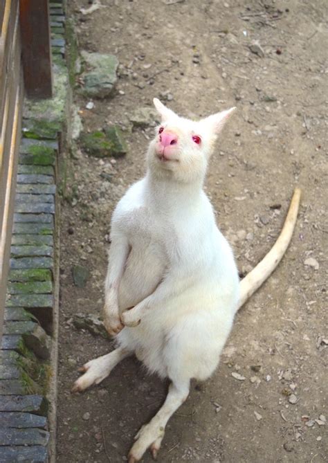 albino kangaroo Albino, Kangaroo, Nature, Animals, Baby Bjorn, Naturaleza, Animales, Animaux, Animal