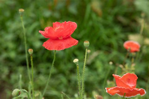 Oriental Poppy: Plant Care and Growing Guide