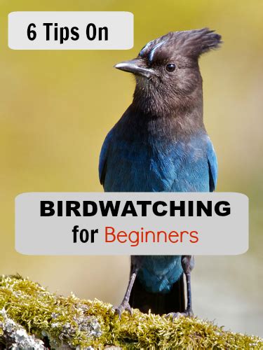 6 Bird Watching Tips for Beginners - Jake's Nature Blog