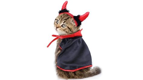 Disfraces de Halloween para gatos | Cat halloween costume, Cat costumes, Cute cat costumes