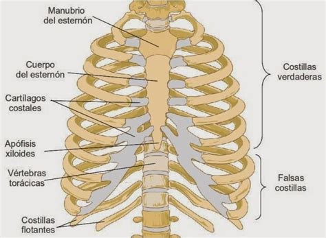 Morfofisiologia I: TÓRAX