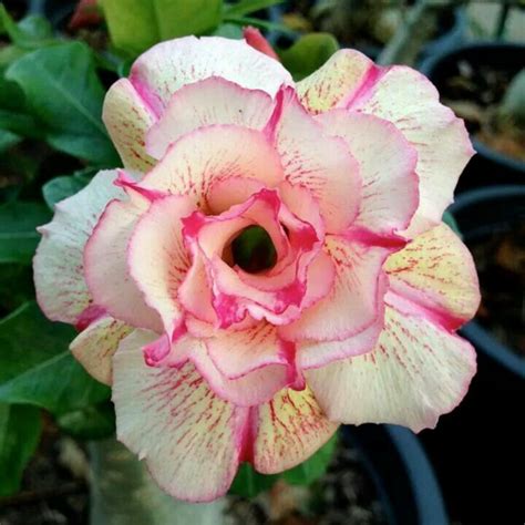 Adenium Obesum Seeds 'Angle' - Price €1.95