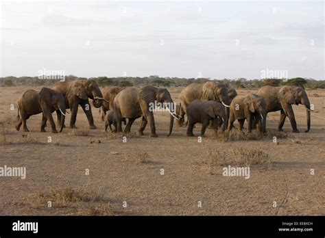 African elephant herd Stock Photo - Alamy