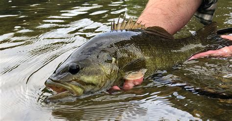 Summer Smallmouth Bass Fishing in Virginia | Virginia DWR