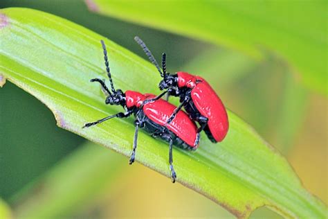 Pest Alert: Red Lily Leaf Beetle – The Garden Professors™