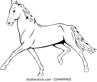 Horse Drawing Outline