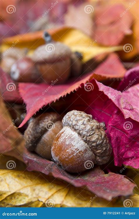 Acorns with autumn stock image. Image of ideas, close - 7912241