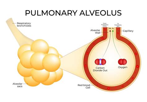 Premium Vector | Pulmonary Alveolus Vector Illustration