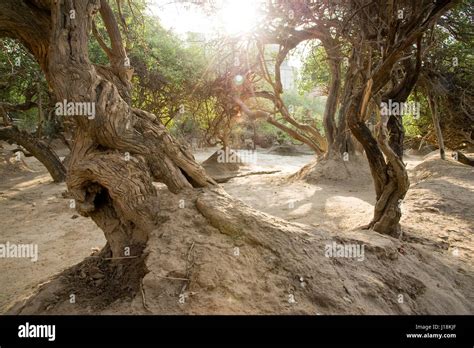 Nidhivan High Resolution Stock Photography and Images - Alamy