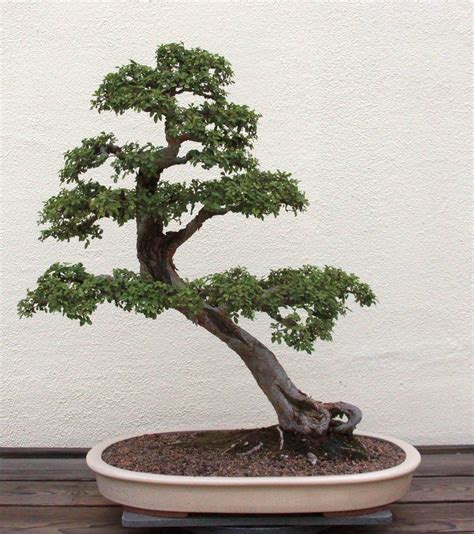 Chinese Elm Bonsai Tree Care: A Simple Step by Step Guide