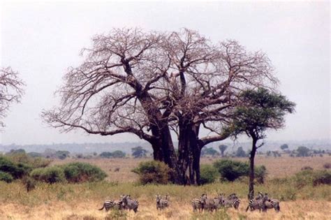 Tanzania - Tarangire, Baobab Photos Voyages, African Safari, Tanzania, Country Roads, Deserts ...