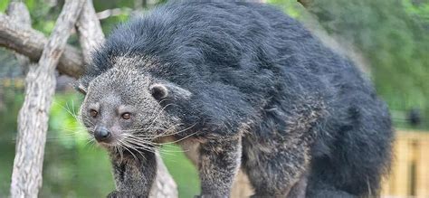 5 Amazing Facts about the Binturong