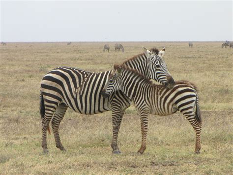 Grant's Zebra (Equus quagga boehmi) | Zebras, African animals, Animals