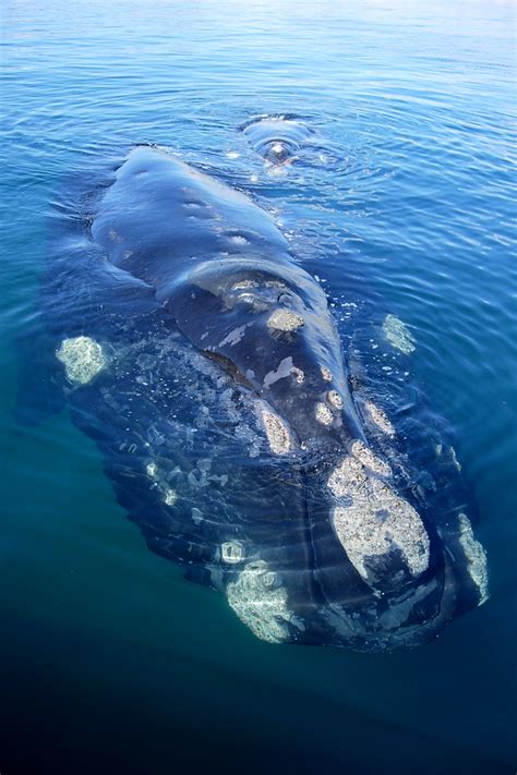 Creature Feature: Whale barnacles