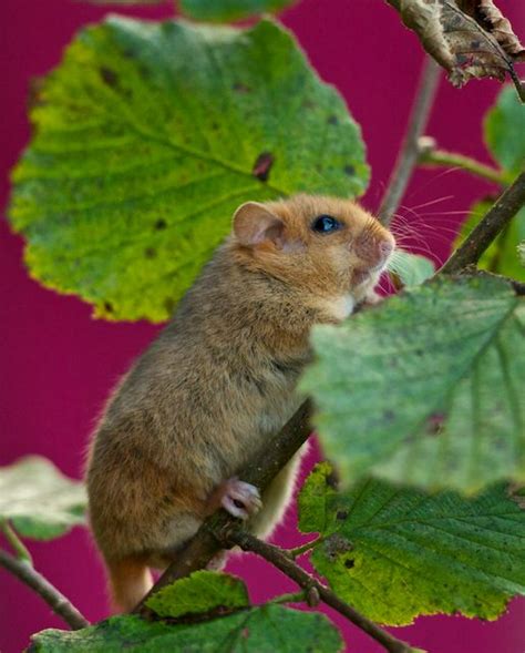 British Wildlife Centre ~ Keeper's Blog: Common Dormouse; Species Profile