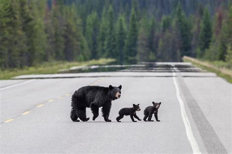 Mother Black Bear with Cubs Photograph by Bill Cubitt - Pixels