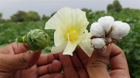 life cycle of cotton plant | how cotton is produced full video | how to grow cotton - YouTube