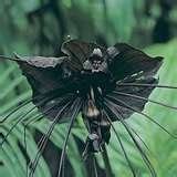 BLACK BAT PLANT SEEDS