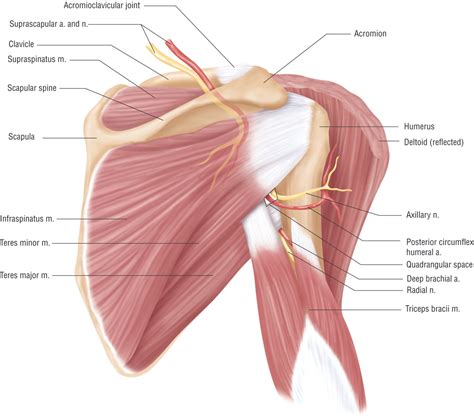 Anatomy Lesson: Shoulder Musculature - Beautiful to the Core