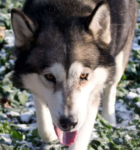 Alaskan Malamute Colors: The Standard & Rare Malamute Coat Colors - K9 Web