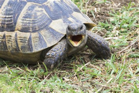 wallpaper shouting, angry, turtle HD : Widescreen : High Definition ...