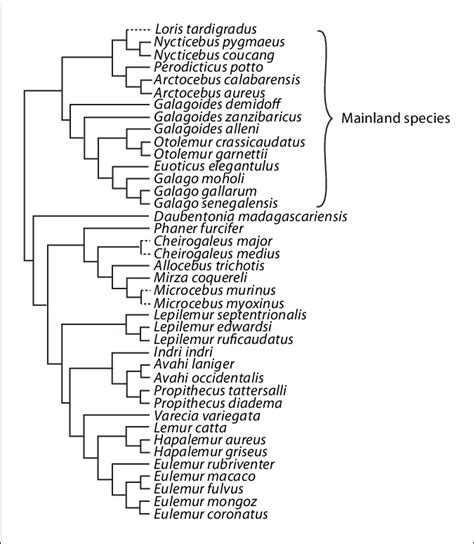 A phylogeny of selected strepsirhine primates showing taxa in which ...