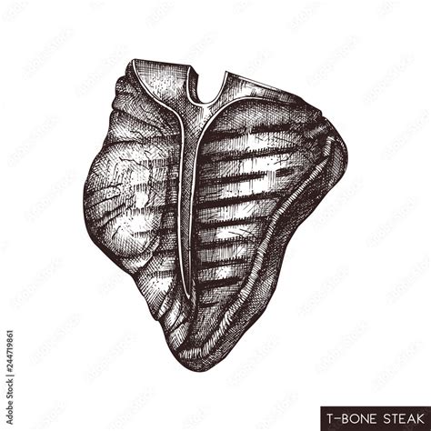 T-bone steak hand drawn illustration. Vector grilled beef drawing on white background. Fresh ...