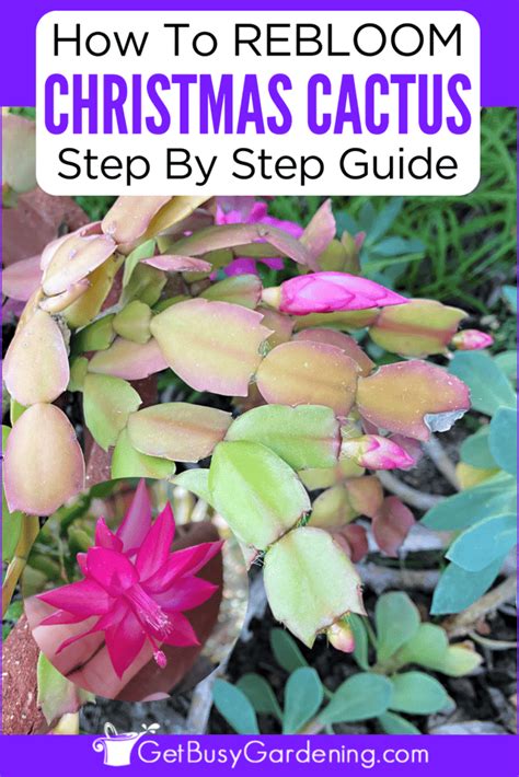 Reblooming Your Christmas Cactus In 3 Easy Steps - Get Busy Gardening