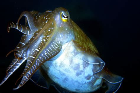 The Cuttlefish: Strangest Cephalapod in the Sea - REEFEDITION