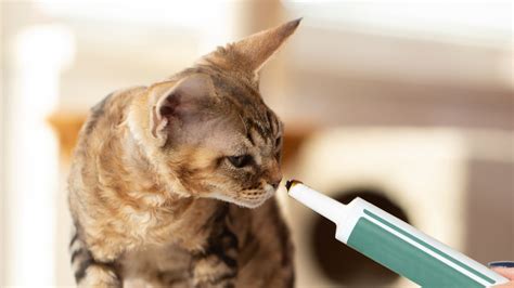 Does Your Cat Need Probiotics? (A Guide For Malaysian Cat Owners)