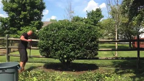 Pruning A Big Holly Shrub - YouTube