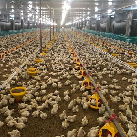 Good Price Modern and Advanced Automatic Poultry Farming Equipment for Broiler Chicken - China ...