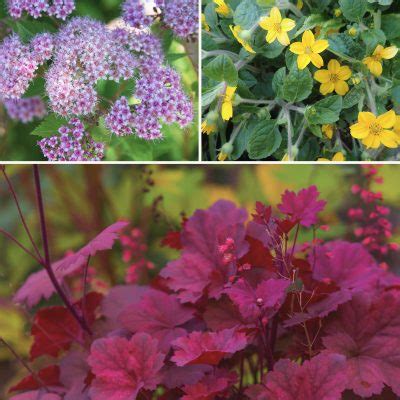 23 Ground Cover Plants For Shade (That Add Texture) - Artsy Pretty Plants