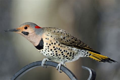 Northern Flicker | Audubon Field Guide