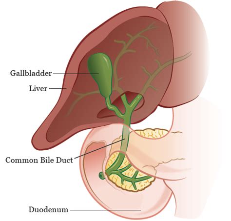 [Solved] The part of the alimentary canal which receives bile juice f