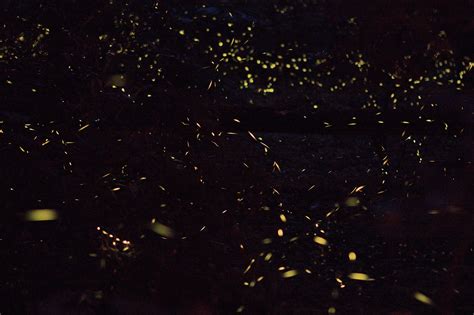 Synchronous Fireflies on Behance