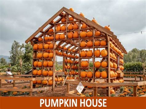 Attractions – Live Oak Canyon Pumpkin Farm | Citrouille, Automne