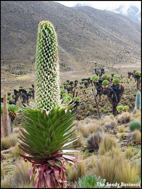 Lobelia deckenii - Alchetron, The Free Social Encyclopedia