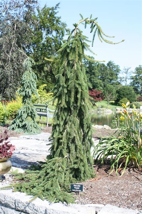 Picea abies - Trees and Shrubs Online