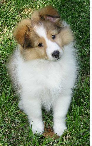 Pets: Sable Shetland Sheepdog ( Sheltie ) Puppies | Sheltie dogs ...