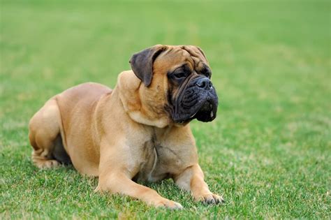 How Big Do Mastiffs Get? Puppy Growth Chart and FAQ