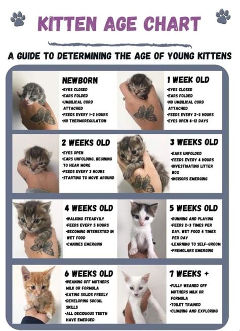 How to determine a kitten s age — kitten lady – Artofit