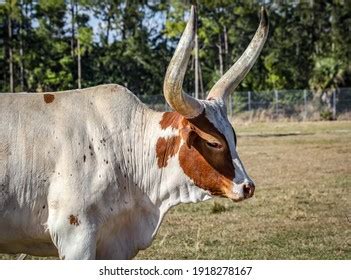 430 Sanga cattle Images, Stock Photos & Vectors | Shutterstock