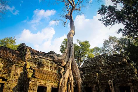 Picture of the Day: Ta Prohm Temple, Cambodia » TwistedSifter