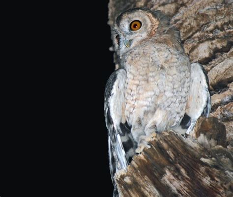 Desert Owl (Strix hadorami) · iNaturalist