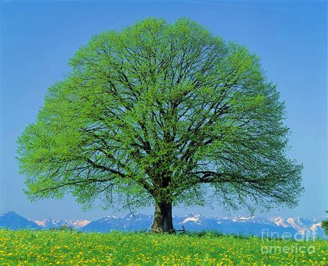 Linden Tree In Spring Photograph by Hermann Eisenbeiss - Fine Art America