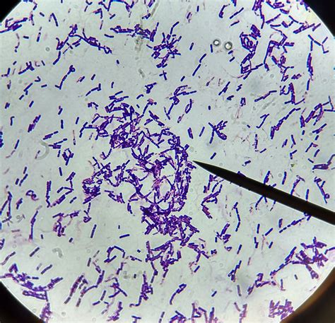 Bacillus. Large gram positive rod-shaped bacteria. | Microbiología, Bacteriologia, Microorganismos